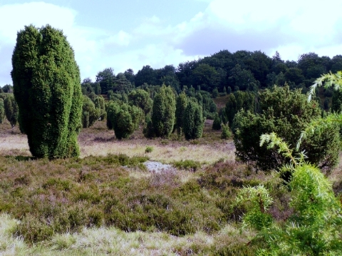 Fahrt in die Lneburger Heide